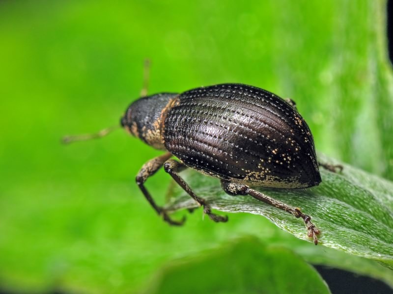 Sciaphobus squalidus (Gyllenhal, 1834)